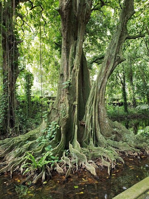 Harrison Smith Botanical Garden