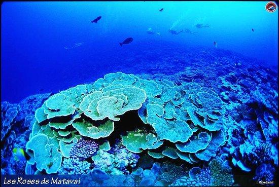Scuba Tek Tahiti