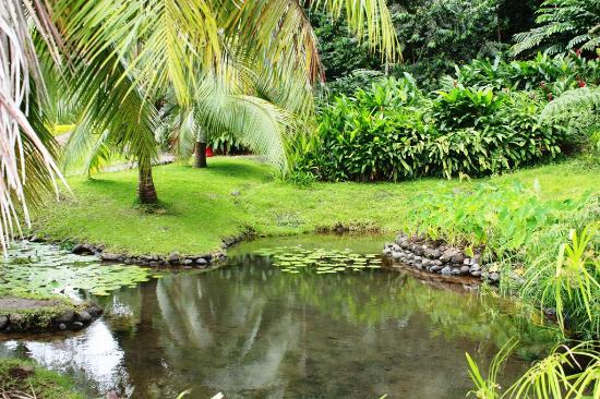 Jardins d'eau de Vaipahi